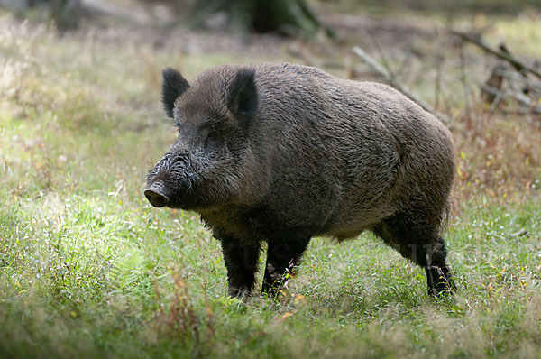 Schwarzwild (Sus scrofa)