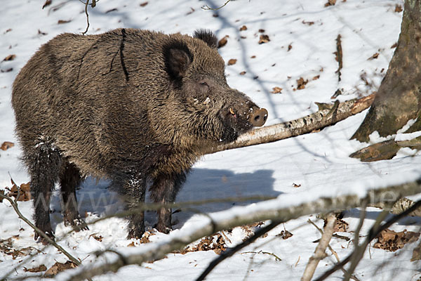 Schwarzwild (Sus scrofa)