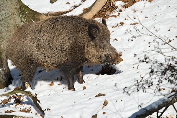 Schwarzwild (Sus scrofa)