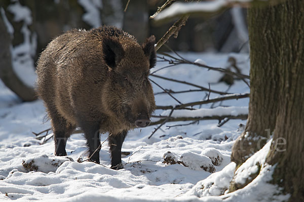 Schwarzwild (Sus scrofa)