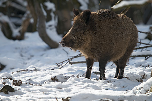 Schwarzwild (Sus scrofa)