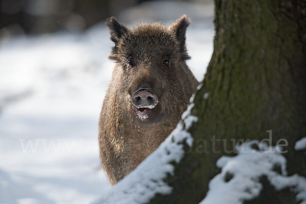 Schwarzwild (Sus scrofa)