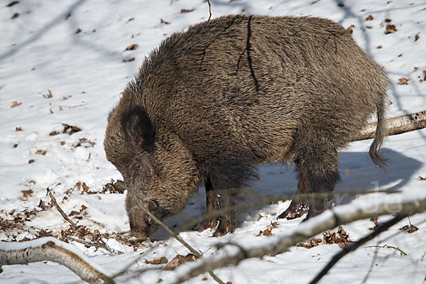 Schwarzwild (Sus scrofa)