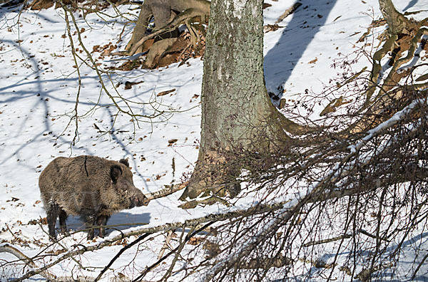 Schwarzwild (Sus scrofa)