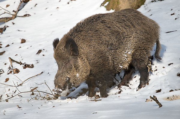 Schwarzwild (Sus scrofa)