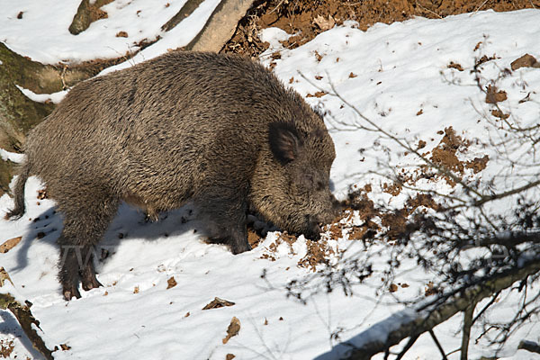 Schwarzwild (Sus scrofa)