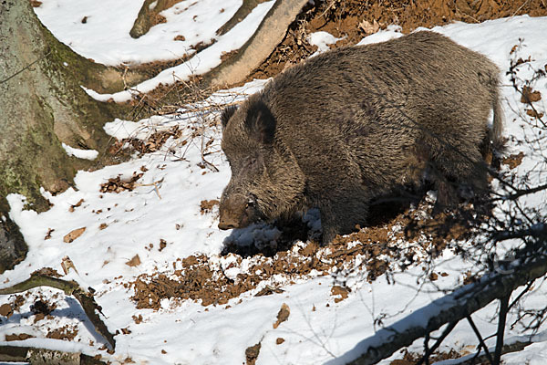 Schwarzwild (Sus scrofa)