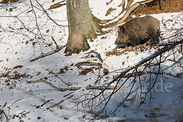 Schwarzwild (Sus scrofa)