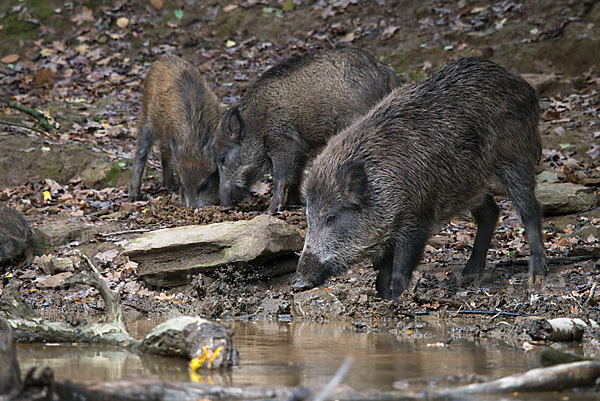 Schwarzwild (Sus scrofa)