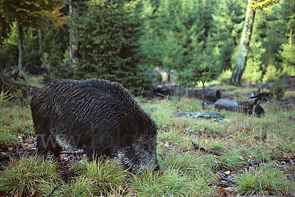 Schwarzwild (Sus scrofa)