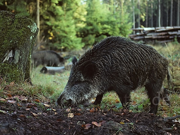 Schwarzwild (Sus scrofa)