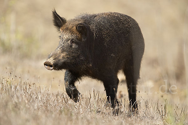 Schwarzwild (Sus scrofa)