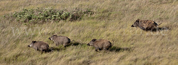 Schwarzwild (Sus scrofa)