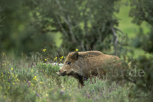 Schwarzwild (Sus scrofa)