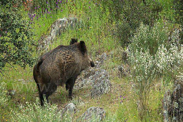 Schwarzwild (Sus scrofa)