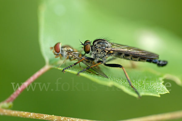 Schwebfliege (Eristalis spec.)