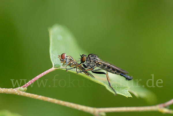 Schwebfliege (Eristalis spec.)