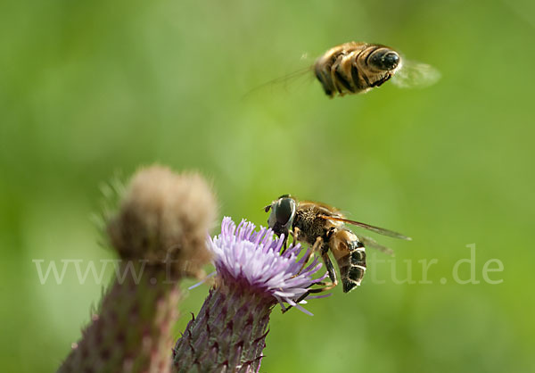 Schwebfliege (Eristalis spec.)