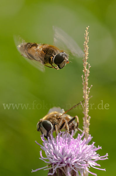 Schwebfliege (Eristalis spec.)