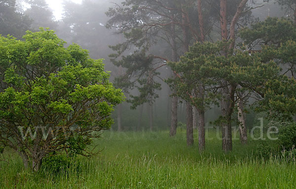 Schweden (Sweden)