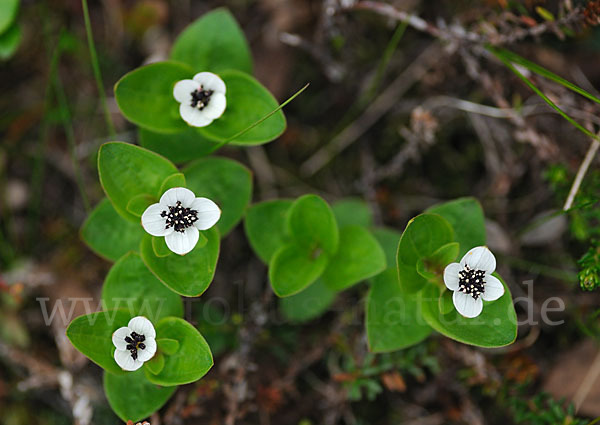 Schwedischer Hartriegel (Cornus suecica)