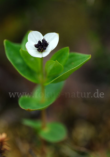 Schwedischer Hartriegel (Cornus suecica)