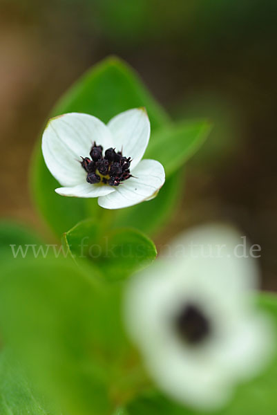 Schwedischer Hartriegel (Cornus suecica)