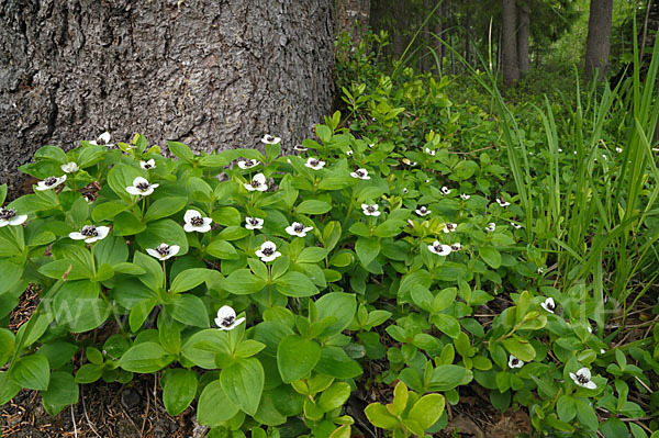 Schwedischer Hartriegel (Cornus suecica)