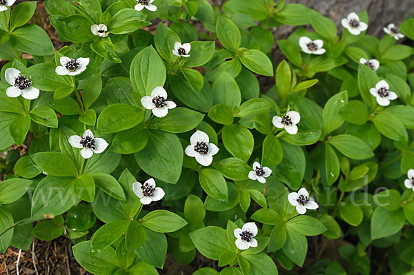 Schwedischer Hartriegel (Cornus suecica)