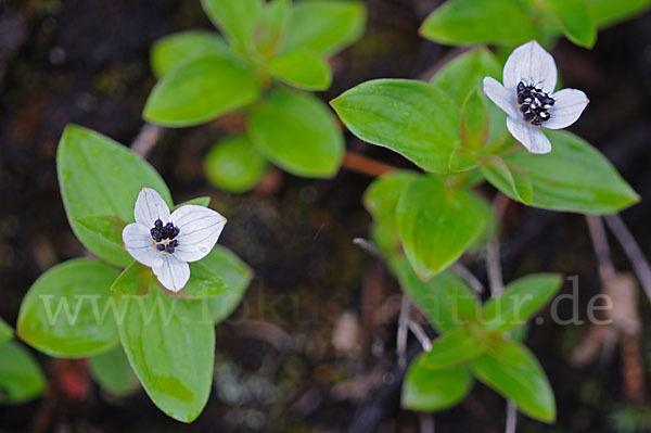 Schwedischer Hartriegel (Cornus suecica)