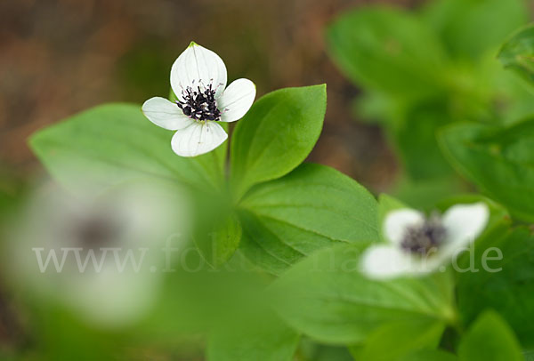 Schwedischer Hartriegel (Cornus suecica)