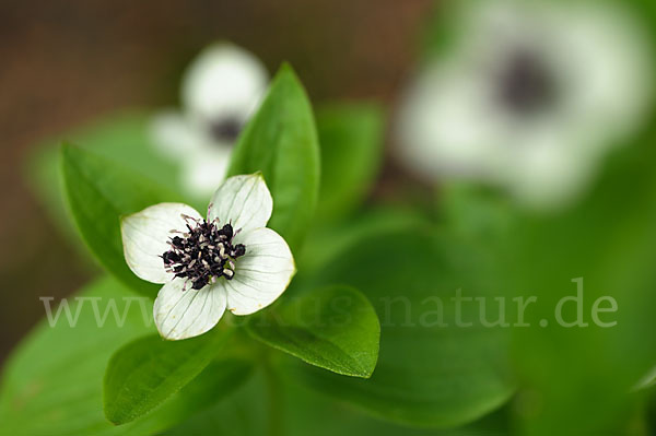 Schwedischer Hartriegel (Cornus suecica)