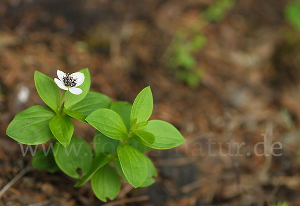 Schwedischer Hartriegel (Cornus suecica)