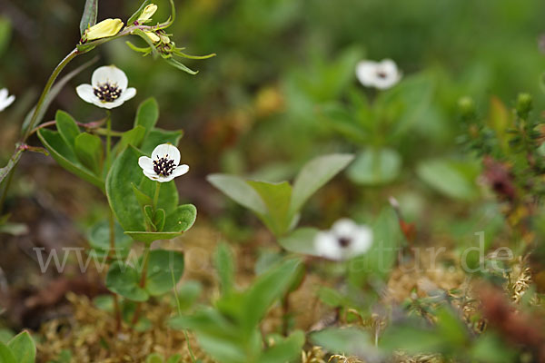 Schwedischer Hartriegel (Cornus suecica)