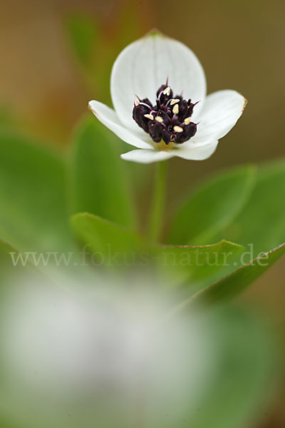 Schwedischer Hartriegel (Cornus suecica)