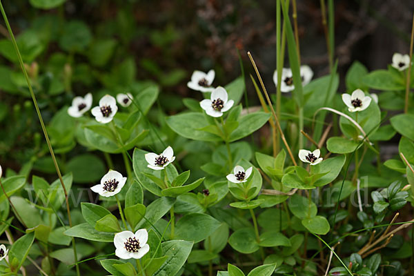 Schwedischer Hartriegel (Cornus suecica)