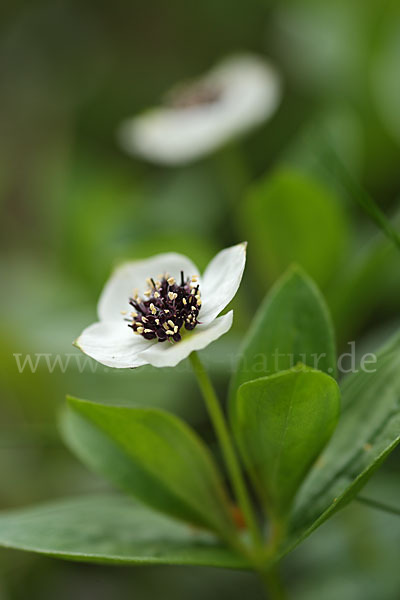 Schwedischer Hartriegel (Cornus suecica)