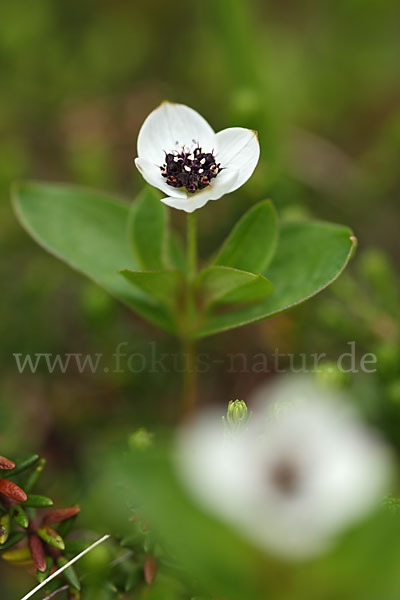 Schwedischer Hartriegel (Cornus suecica)