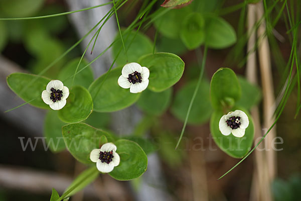 Schwedischer Hartriegel (Cornus suecica)