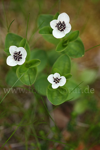 Schwedischer Hartriegel (Cornus suecica)