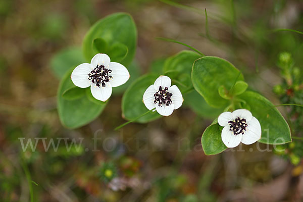 Schwedischer Hartriegel (Cornus suecica)