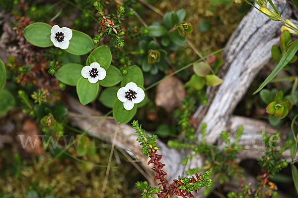 Schwedischer Hartriegel (Cornus suecica)