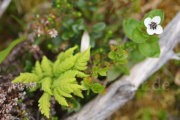 Schwedischer Hartriegel (Cornus suecica)