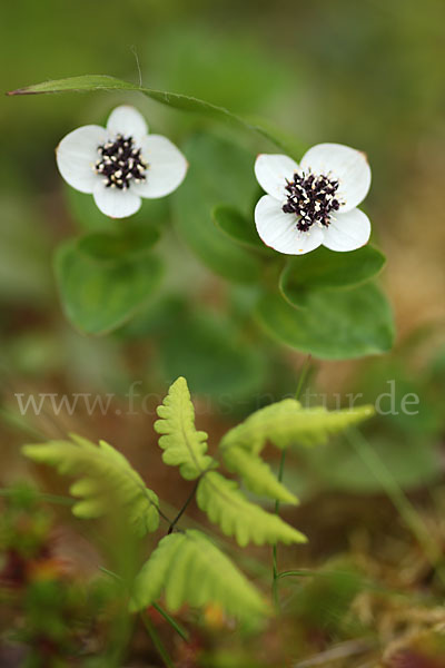 Schwedischer Hartriegel (Cornus suecica)