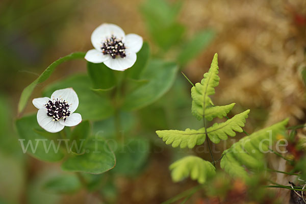 Schwedischer Hartriegel (Cornus suecica)