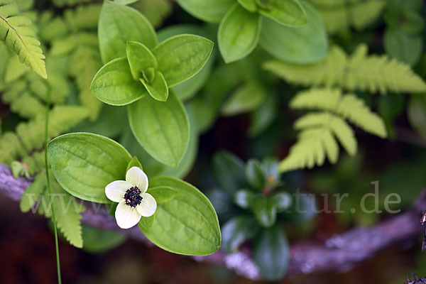 Schwedischer Hartriegel (Cornus suecica)