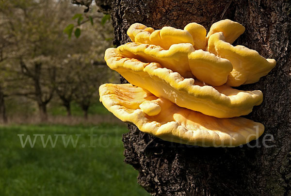 Schwefelporling (Laetiporus sulphureus)