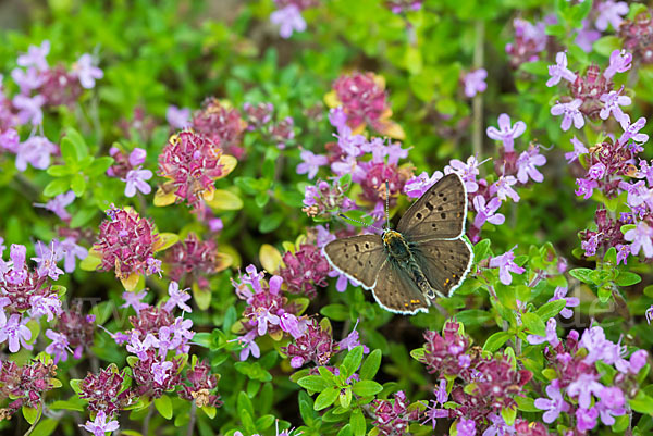 Schwefelvögelchen (Lycaena tityrus)