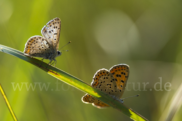 Schwefelvögelchen (Lycaena tityrus)