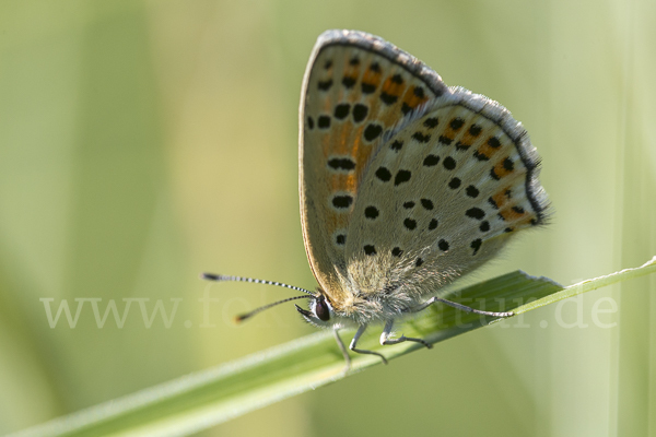 Schwefelvögelchen (Lycaena tityrus)